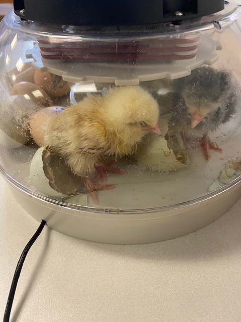 chick